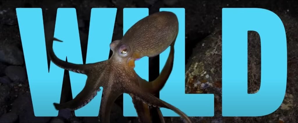 Octopus (AmazonPrimeVideo) Story, Review, Trailer, Release Date, Songs, Cast